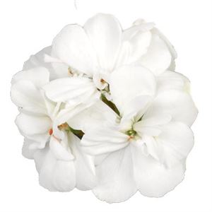 Bild von Geranium Staand P12 Castello Isabella